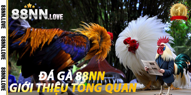 Đá Gà 88NN: Giới thiệu tổng quan