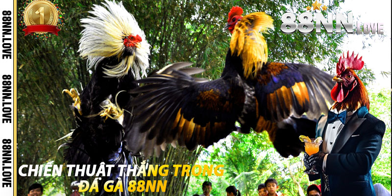 Chiến thuật thắng trong Đá Gà 88NN